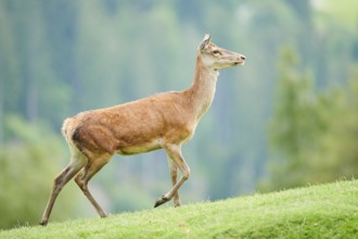 Red deer (Cervus elaphus) hind walking on a meadow in the mountains in tirol, Kitzbühel, Wildpark