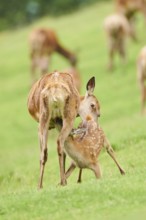 Red deer (Cervus elaphus) mother with her fawn standing on a meadow in the mountains in tirol,