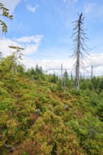 Vegetation with Norway spruce (Picea abies) and colored European blueberry (Vaccinium myrtillus) on