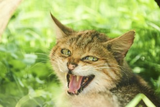 European wildcat (Felis silvestris) on a meadow, portrait, wildlife Park Aurach near Kitzbuehl,