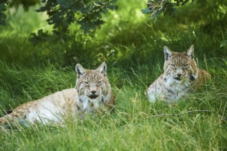 Eurasian lynx (Lynx lynx) lying in the grass under a tree, Wildpark Aurach, Kitzbühl, Tirol,