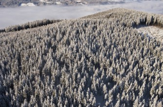 Drone flight over a winter landscape with snow-covered forest, Mondseeland, Salzkammergut, Upper