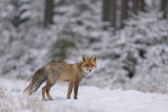 Red fox (Vulpes vulpes), foraging in a forest and snowy landscape, biosphere reserve, Swabian Alb,