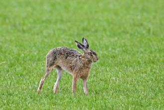 European brown hare (Lepus europaeus) stretching limbs in field, grassland in spring