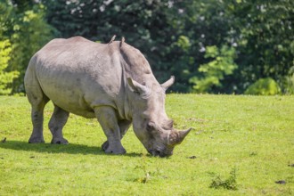 A white rhinoceros (Ceratotherium simum) stands grazing on a fresh green meadow