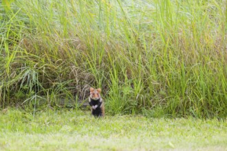 A European hamster (Cricetus cricetus), Eurasian hamster, black-bellied hamster or common hamster,