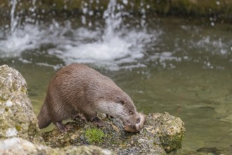 One Eurasian otter (Lutra lutra), sitting on a rock and feeding on a fisch. A little cascade in the