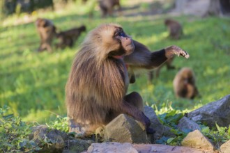 Portrait of an adult male Gelada (Theropithecus gelada), or bleeding-heart monkey, resting on a