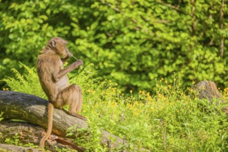 A male Gelada (Theropithecus gelada), or bleeding-heart monkey sits on a log lying in dense green