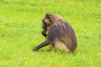 A male Gelada (Theropithecus gelada), or bleeding-heart monkey grazes on a green meadow