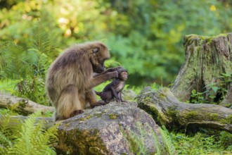 One female Gelada (Theropithecus gelada), or bleeding-heart monkey sits on a rock grooming her baby