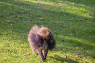 An adult male gelada (Theropithecus gelada), or bloodheart monkey, runs quickly across a green