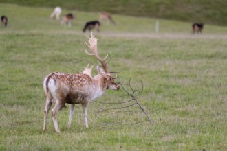 One male fallow deer (Dama dama) stands on a meadow and fight with a branch lying around