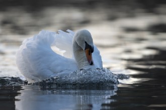 Mute swan (Cygnus olor), male, threatening a rival, Heiligenhaus, North Rhine-Westphalia, Germany,