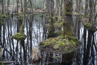 Alder swamp forest in early spring, with high water level, Bottrop, Ruhr area, North