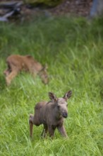 Two baby moose or elk, Alces alces, (19 days old, born May 8, 2020 standing on a meadow with tall