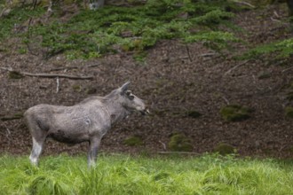 One adult male moose or elk, Alces alces, standing on a meadow with fresh green grass. A forest in