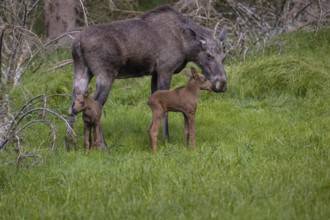 One adult female moose or elk, Alces alces, with two baby moose (8 days old, born May 8, 2020)