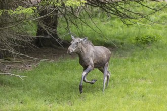 One adult female moose or elk, Alces alces, running, chasing away a male moose to protect her two