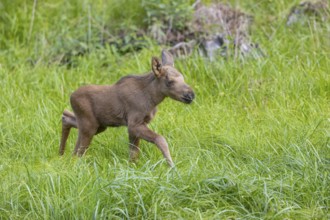 One baby moose or elk, Alces alces, (19 days old, born May 8, 2020 standing on a meadow with tall