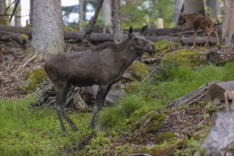 One adult female moose or elk, Alces alces, grazing in a forest between logs