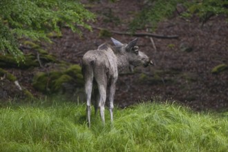 One adult male moose or elk, Alces alces, standing in tall fresh green grass