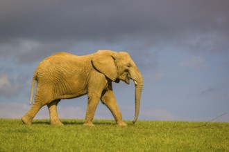 An adult female African elephant (Loxodonta africana) walks across a meadow in nice light