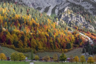 A forest in fall foliage behind the Eng alp, Eng valley, Tyrol, Austria, Europe