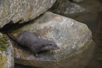 One Eurasian otter (Lutra lutra), leaving his hide between rocks, lying in the water