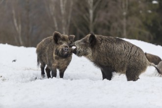 Wild boar or wild pig (Sus scrofa), fighting on snowy ground, trees in the background