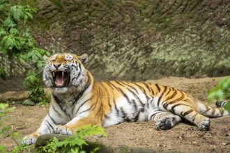 Siberian tiger or Amur tiger (Panthera tigris altaica) lying on the ground, Bavaria, Germany,