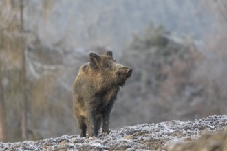 Wild boar or wild pig (Sus scrofa), walking on frosted ground