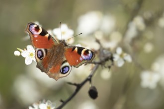 Peacock butterfly (Aglais io) adult insect feeding on a hedgerow blossom flowers in spring,