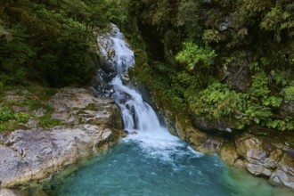 A waterfall flows into a turquoise-coloured pool surrounded by lush greenery, summer, Milford