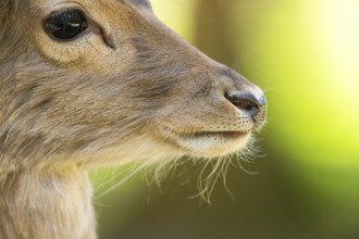 Fallow deer (Dama dama) fawn, portrait, detail, nose, in a forest, Bavaria, Germany, Europe