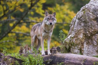 A Eurasian gray wolf (Canis lupus lupus) stands on a tree trunk on a small hill with colorful