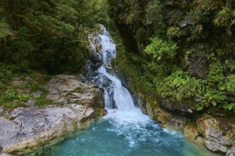 A waterfall flows into a turquoise-coloured pool surrounded by dense forests, summer, Milford