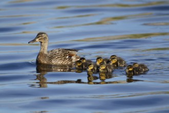 Mallard or Wild duck (Anas platyrhynchos) adult female mother bird with nine juvenile baby