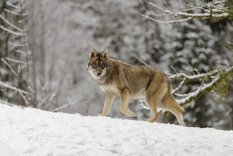 A young grey wolf (Canis lupus lupus) runs across the sloping, snow-covered meadow at the edge of a