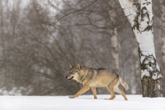 One male eurasian gray wolf (Canis lupus lupus) walking thru deep snow during snow fall. A forest