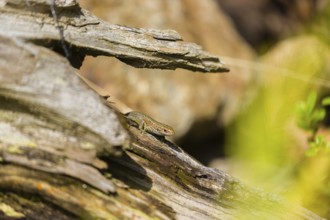 One viviparous lizard, or common lizard, (Zootoca vivipara, formerly Lacerta vivipara) sits on