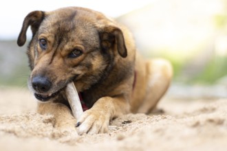 Portrait of a dog biting and playing with a stick lying on the beach sand at sunset