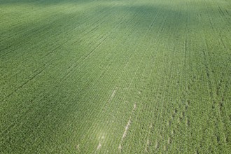 Aerial view of a green corn field. Corn Aerial