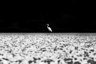 Crane bird in lake kolkata west bengal, India, Asia