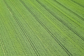 Rapeseed green field in spring, Aerial View