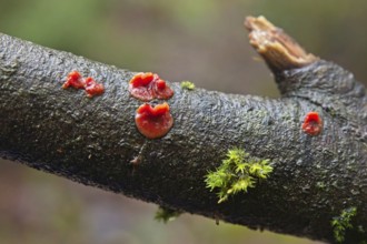 Closeup of jelly fungus growing on tree branch in autumn