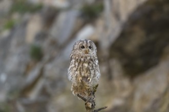 One tawny owl or brown owl (Strix aluco) sitting on a dead tree