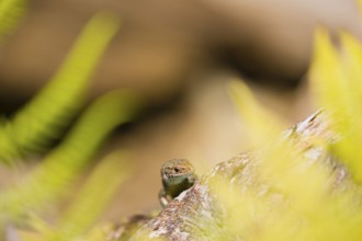 One viviparous lizard, or common lizard, (Zootoca vivipara, formerly Lacerta vivipara) sits on