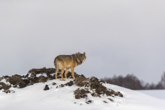 One male eurasian gray wolf (Canis lupus lupus) standing on a snow covered dung pile