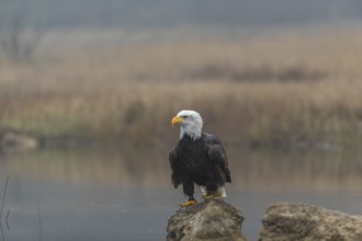 One Bald Eagle, Haliaeetus leucocephalus, standing on a rock in the shallow water ashore a small